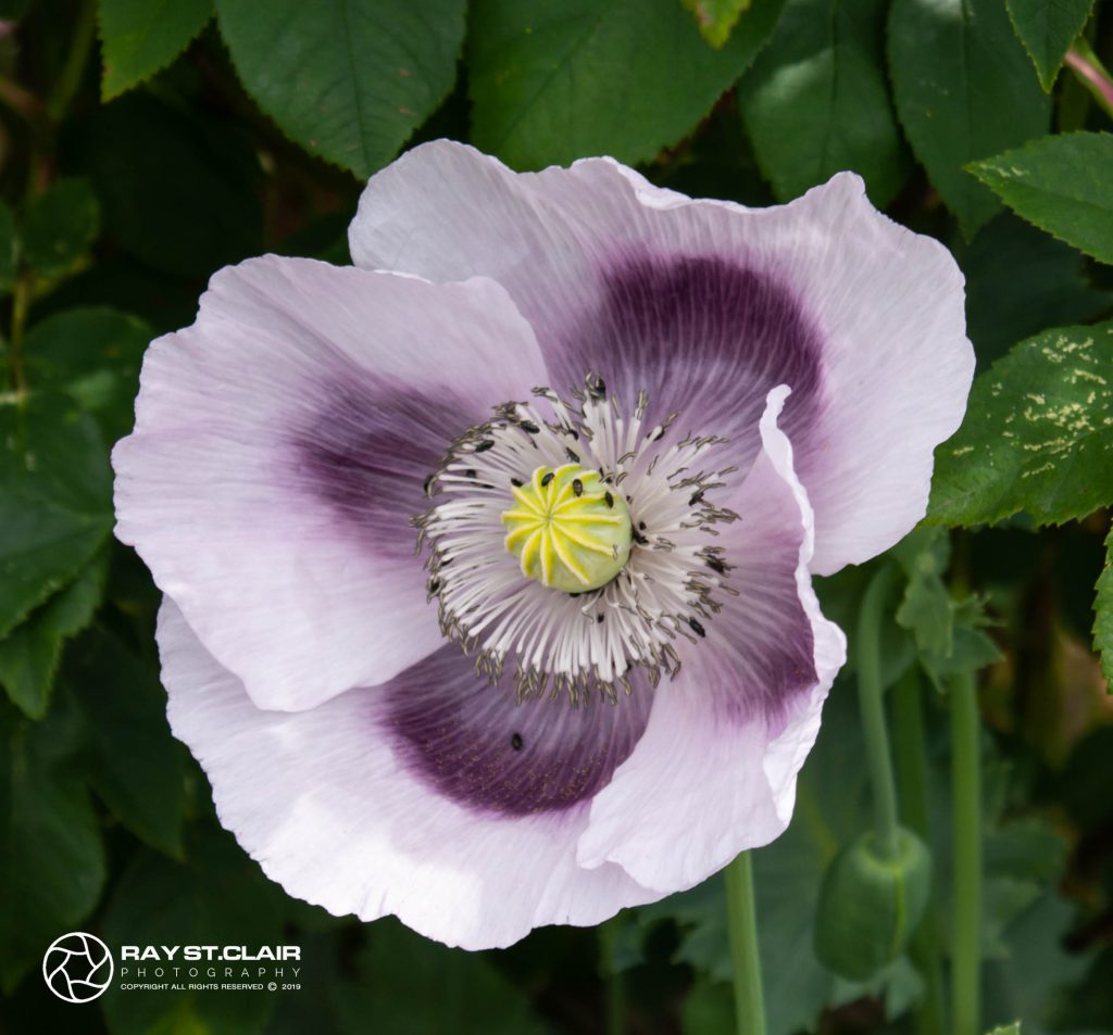 Lilac Broadseed Poppy