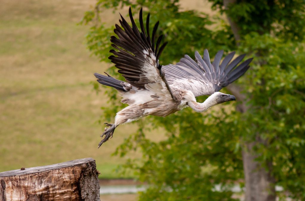 Rupells Griffon Vulture