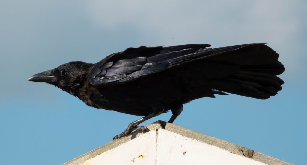 Carrion Crow (M)