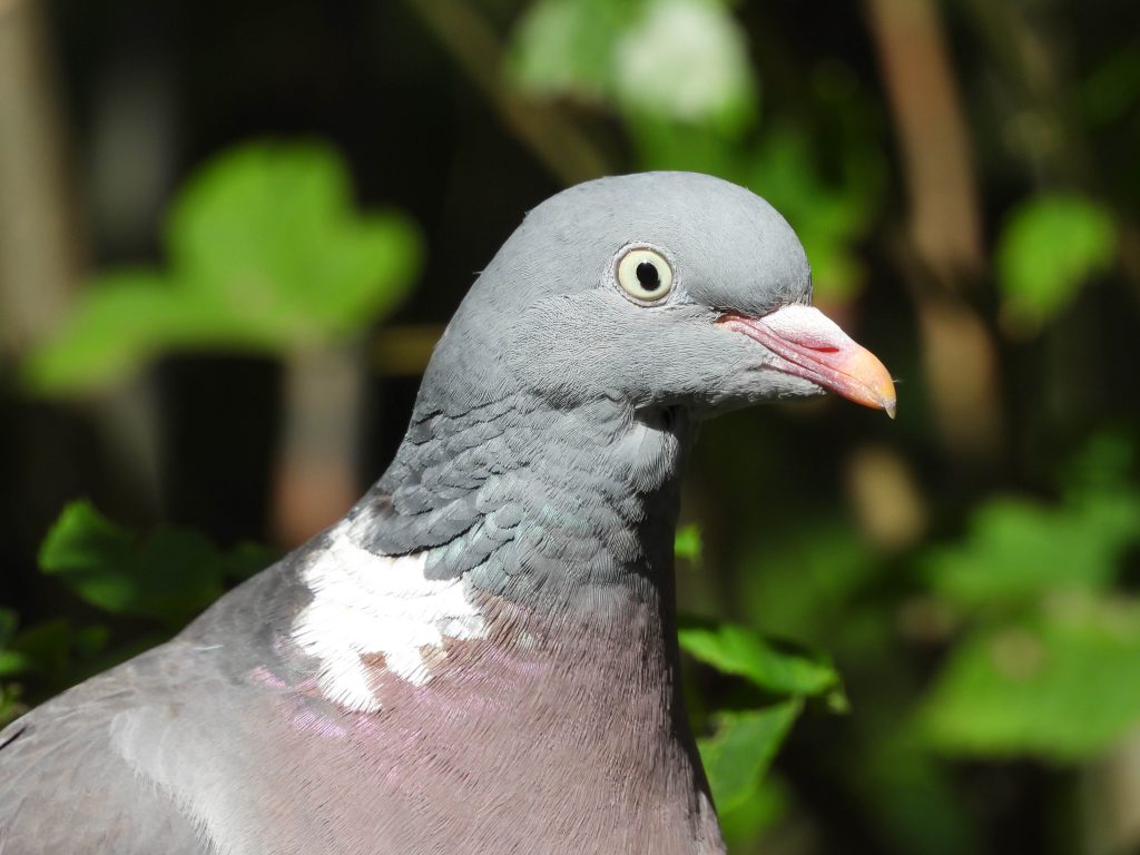 Wood Pigeon (M)