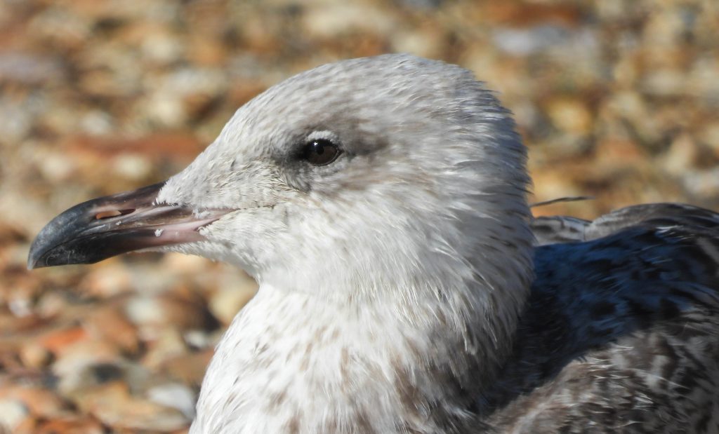 Herring Gull (J)