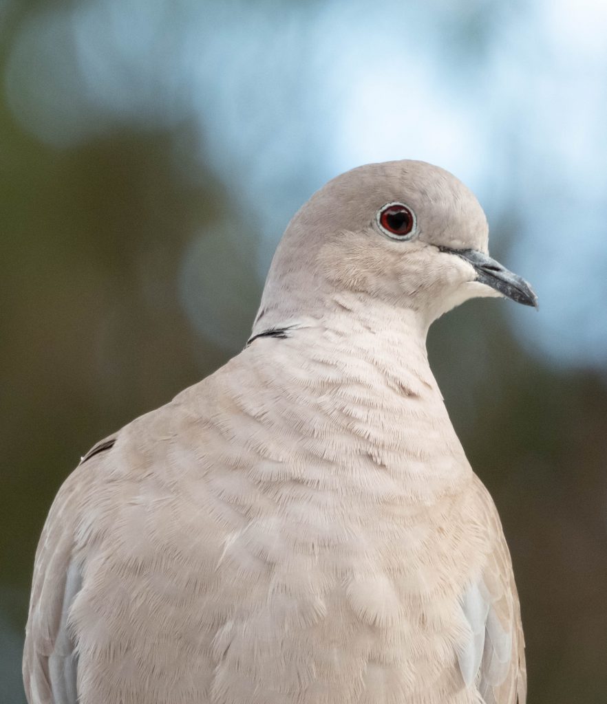 Collared Dove (F)