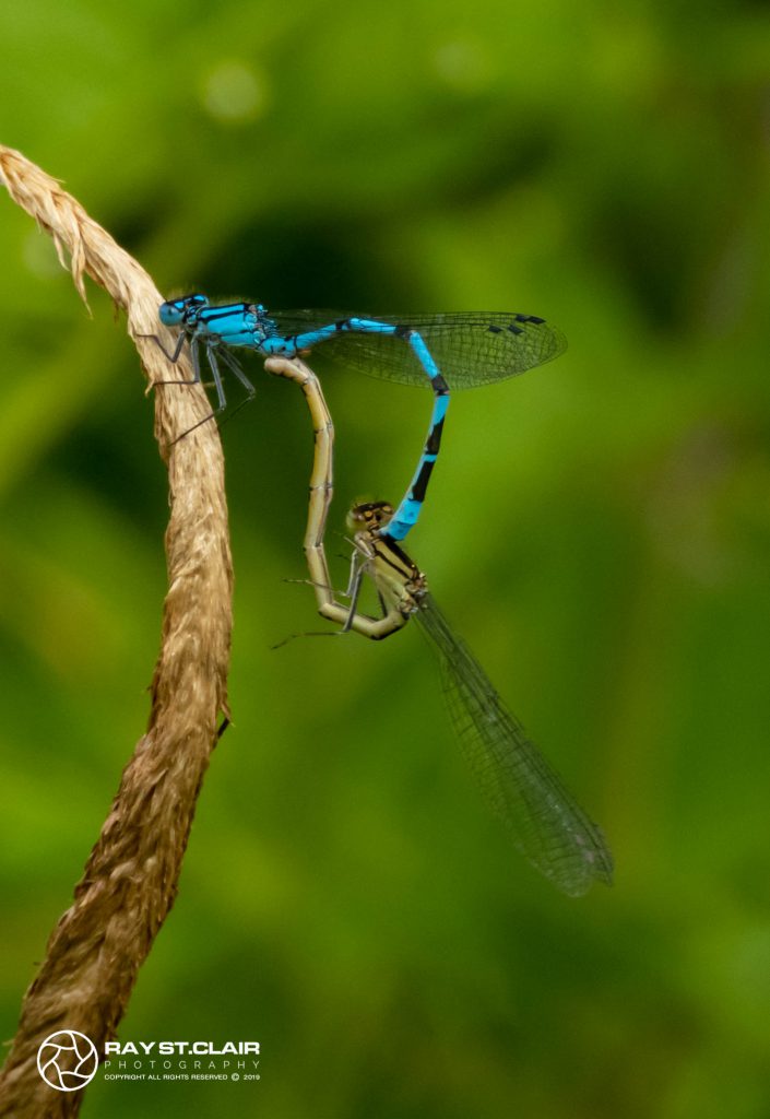 Common Blue Damsel Fly