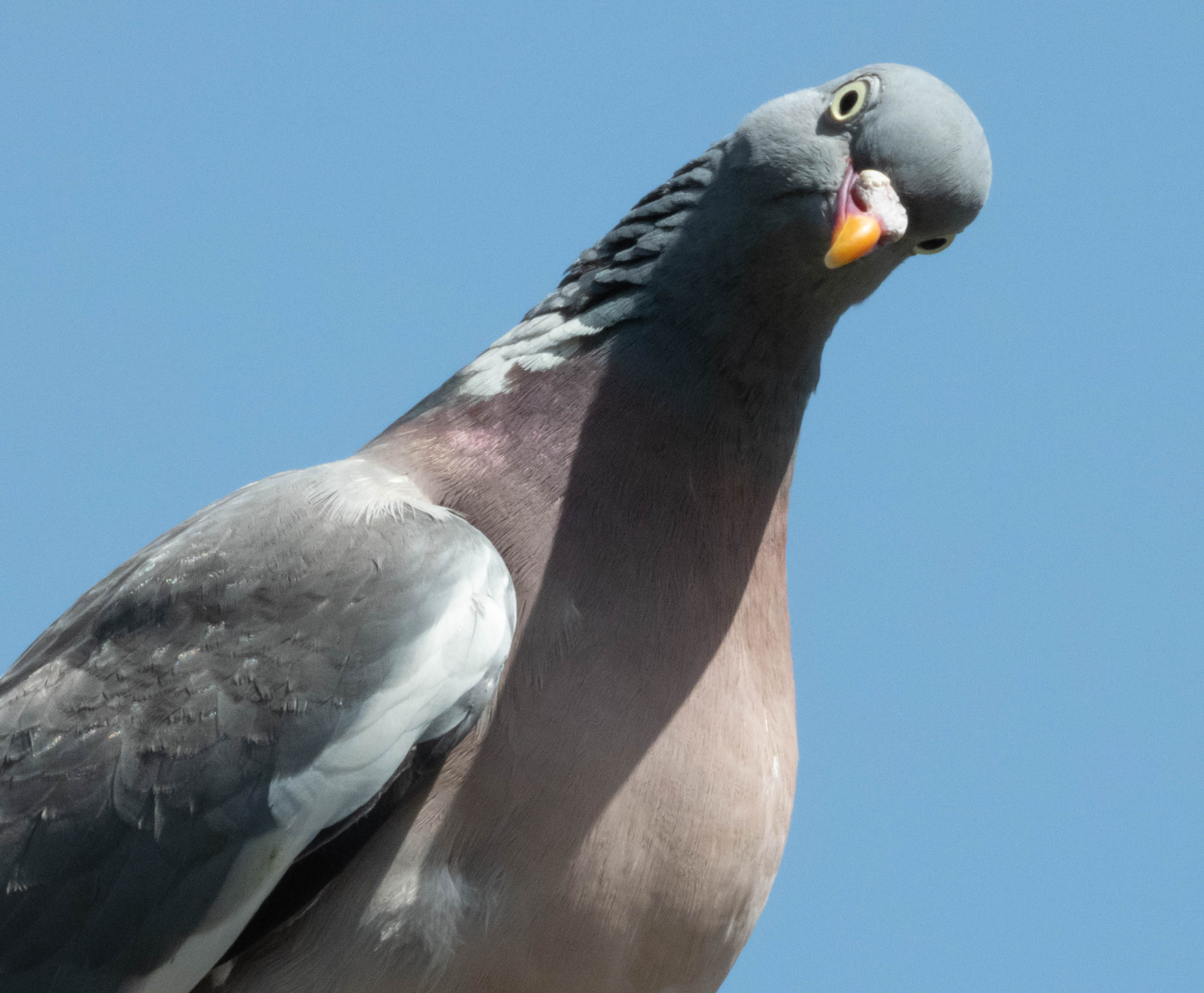 Wood Pigeon (F)