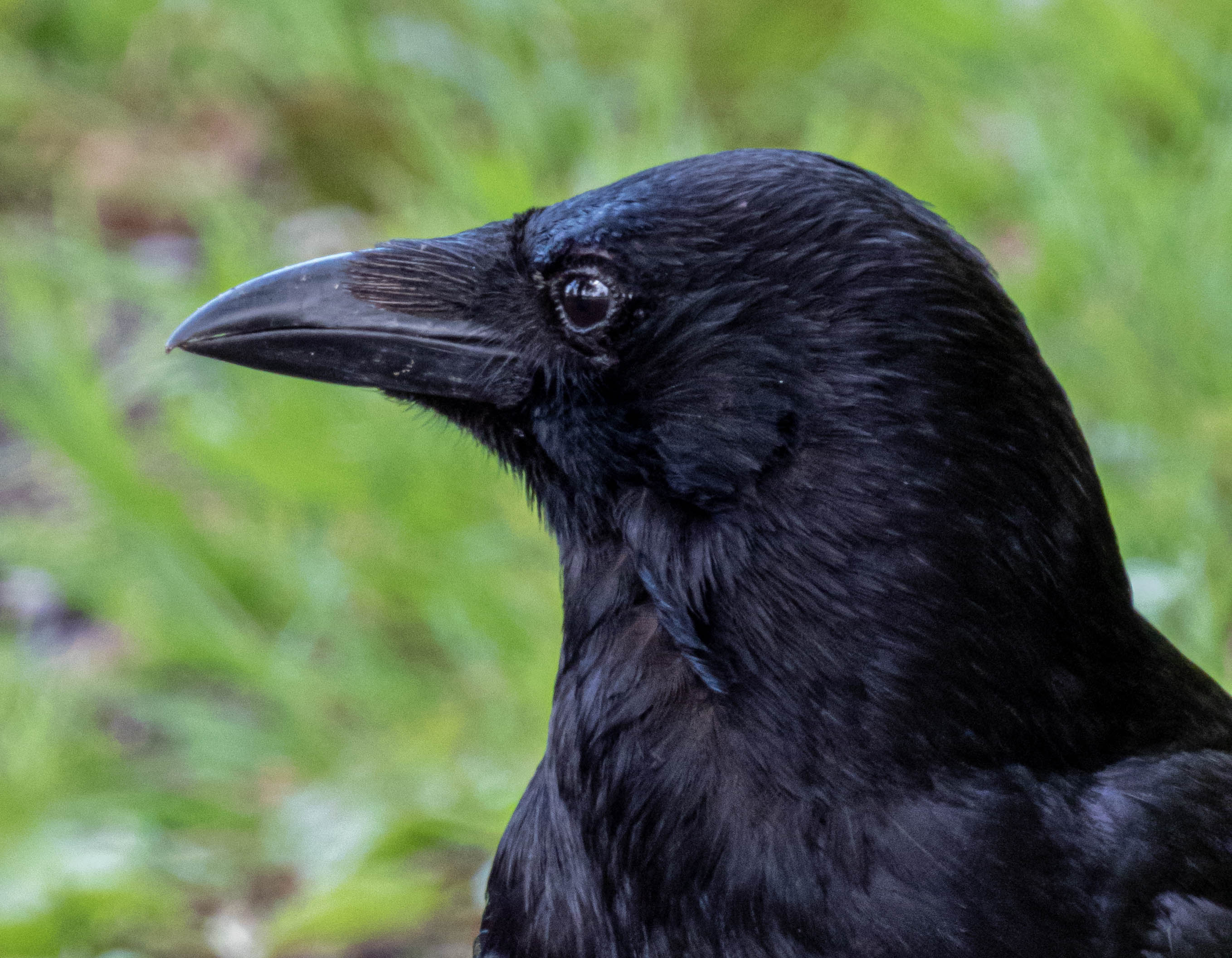 Carrion Crow (M)