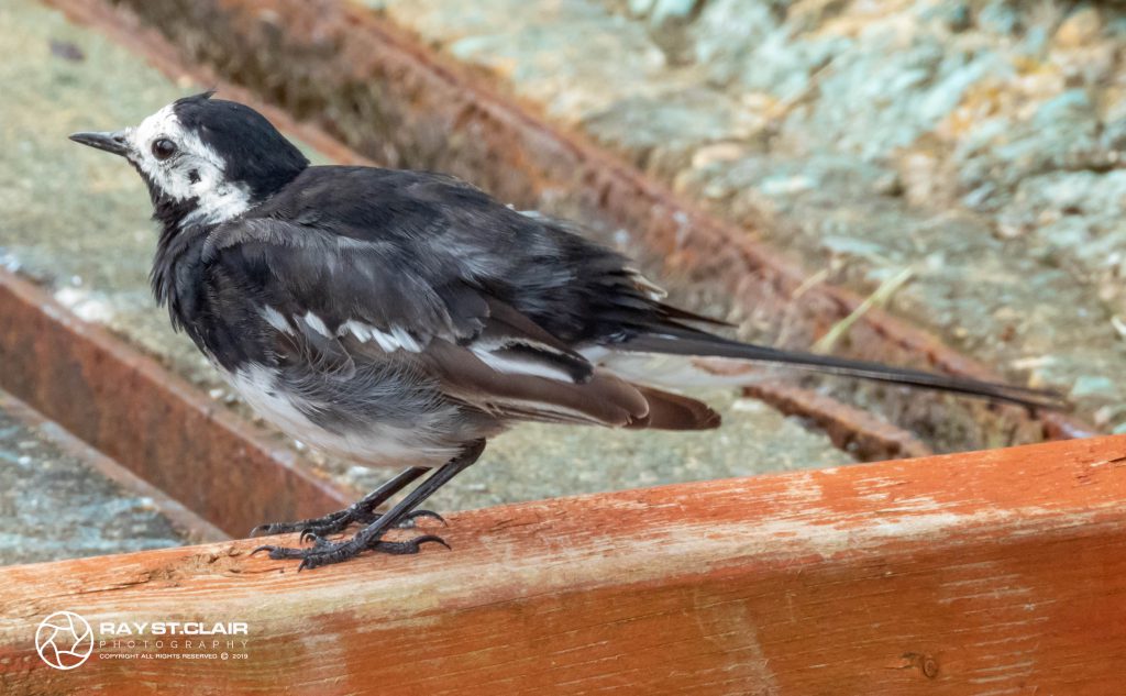 Pied Wagtail (M)