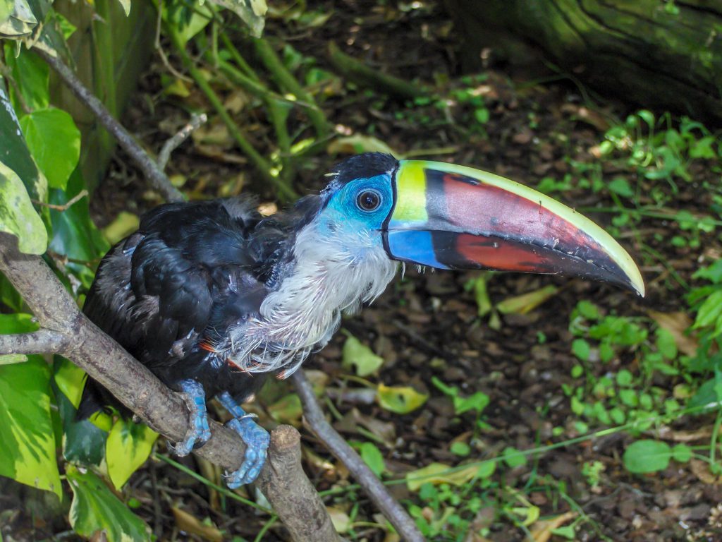 Channel-billed Toucan (Yellow Ridged)