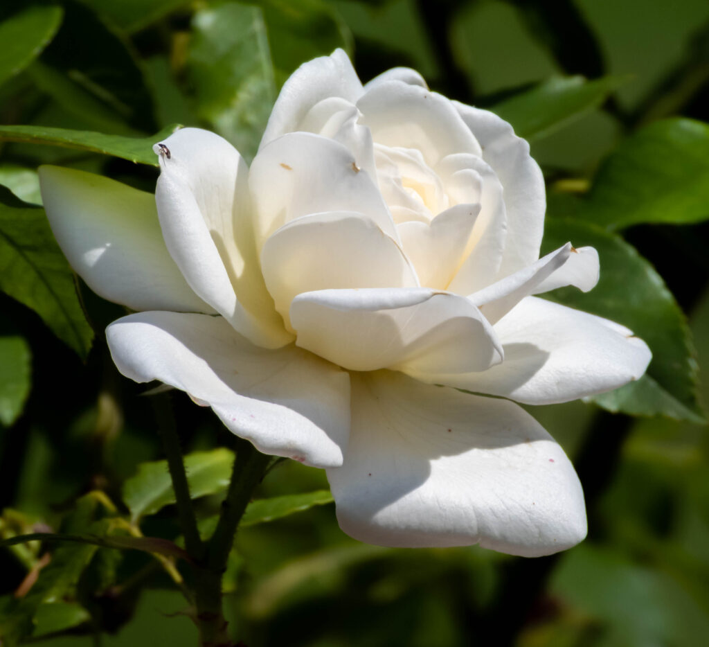 Rose (White Tea)