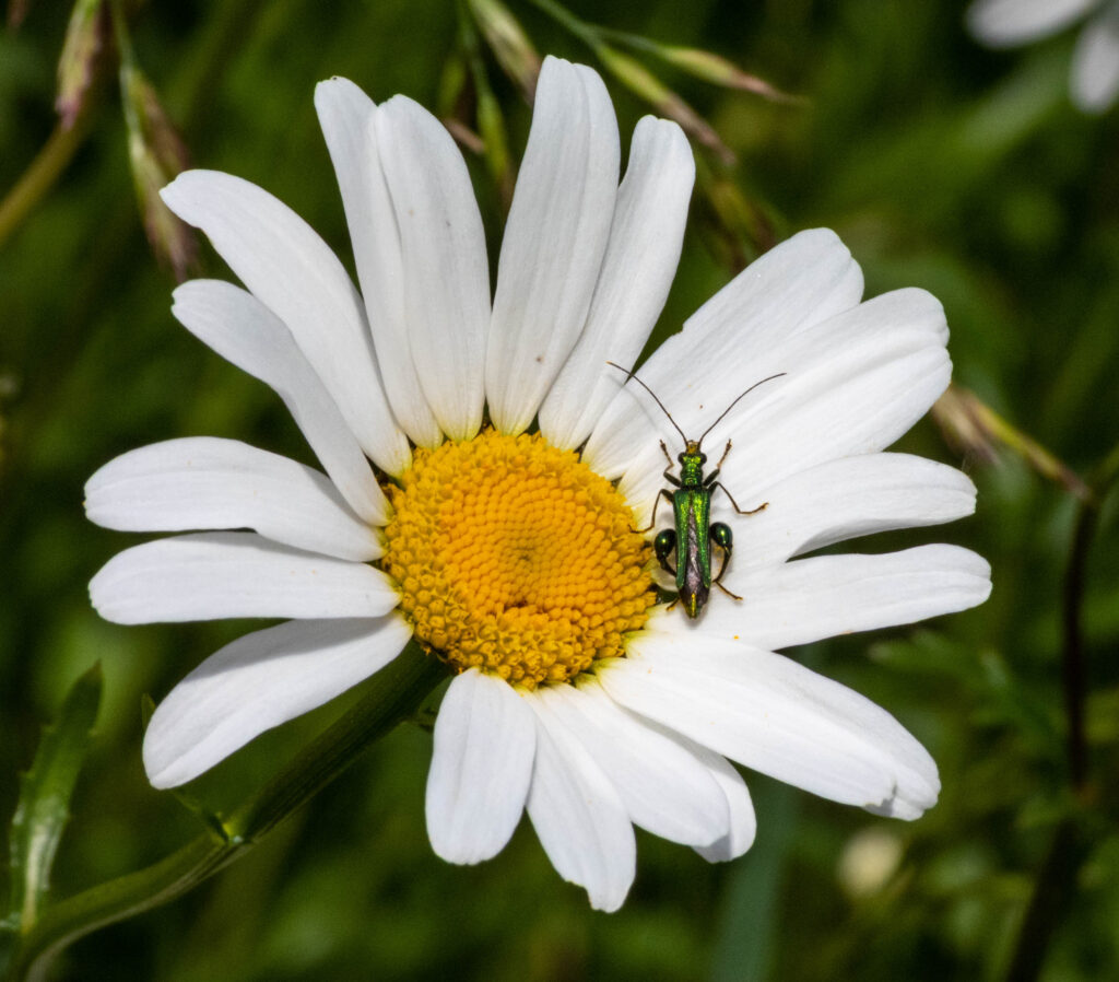 Oxeye Daisy