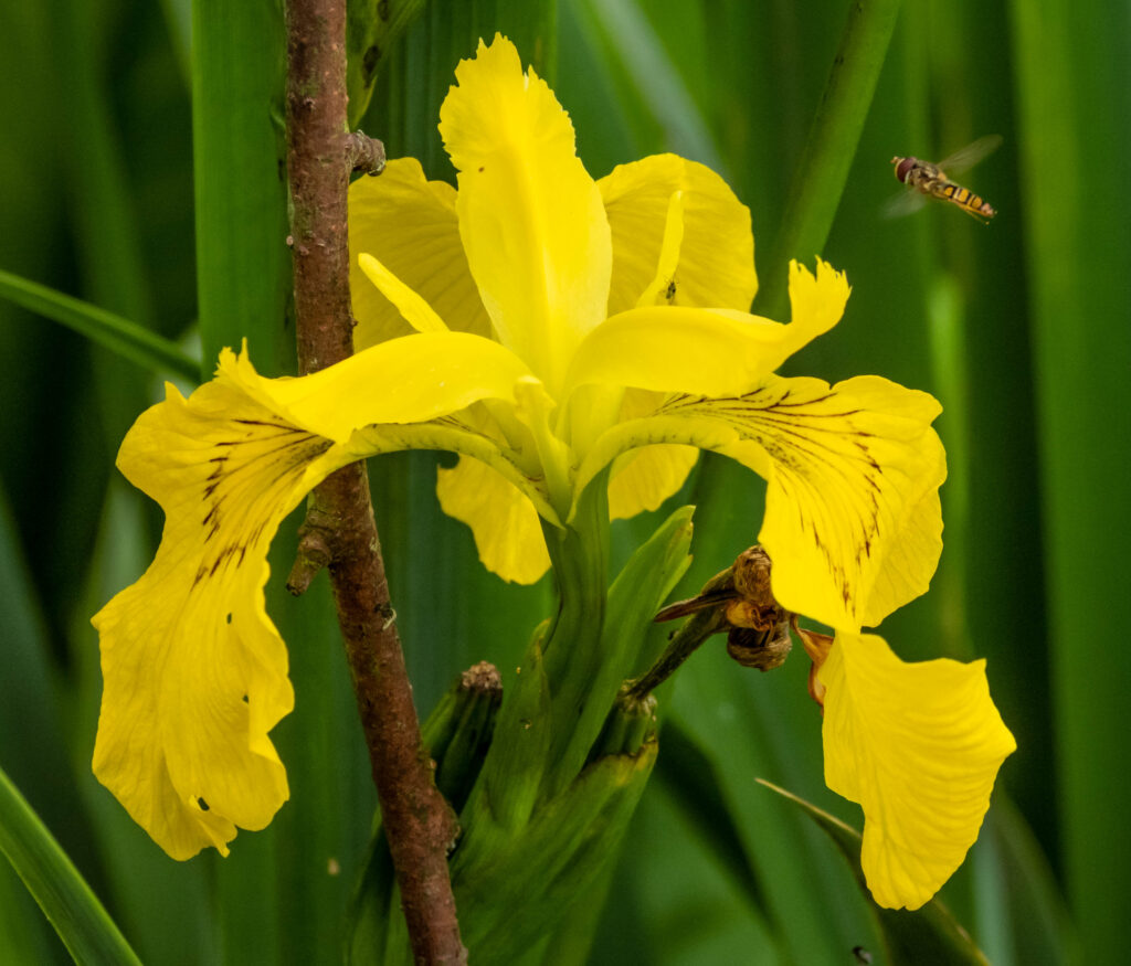 Yellow Flag