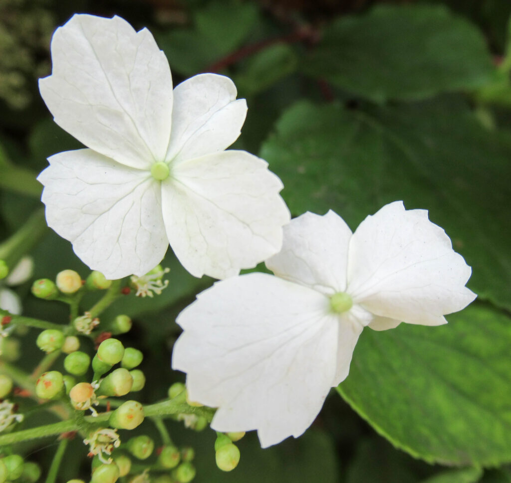 Silverleaf Hydrangea