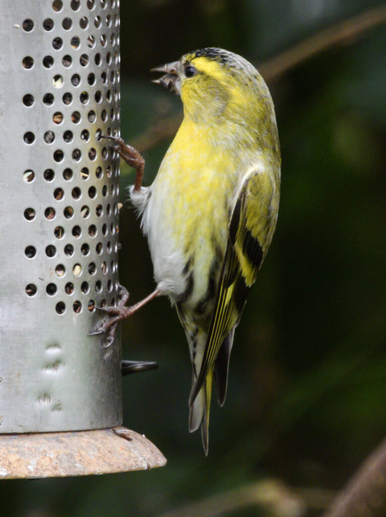Eurasian Siskin