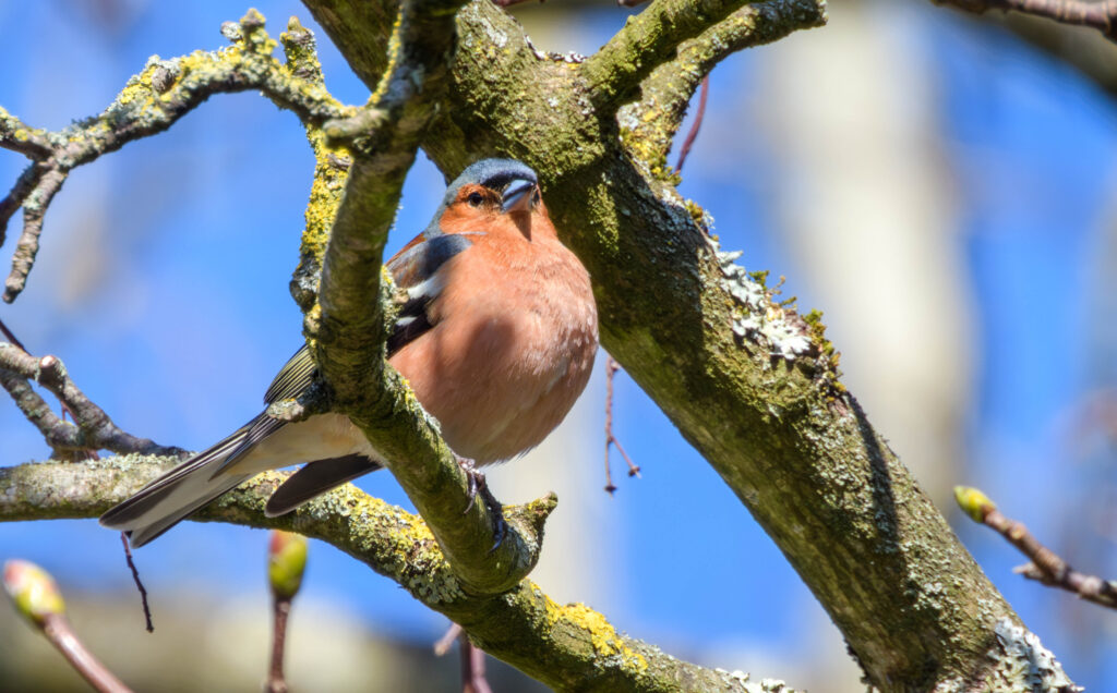 CHAFFINCH