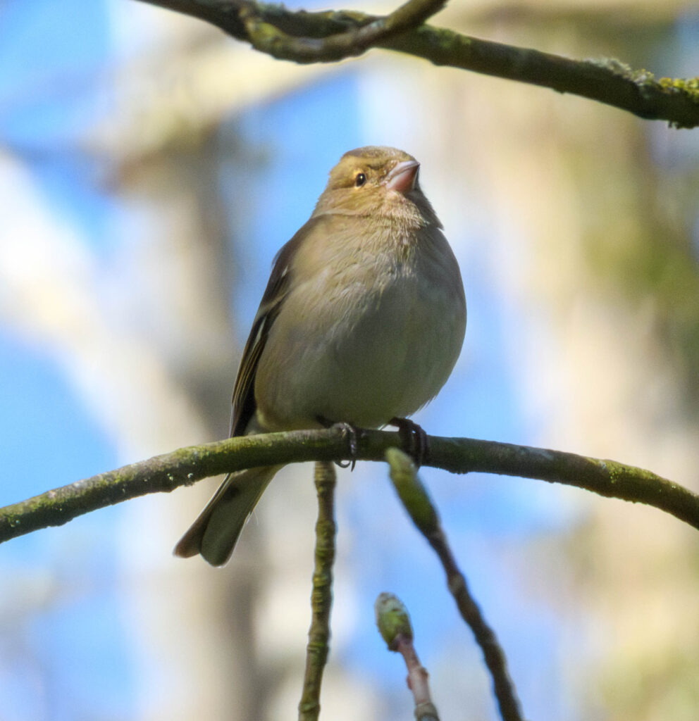 CHIFFCHAFF