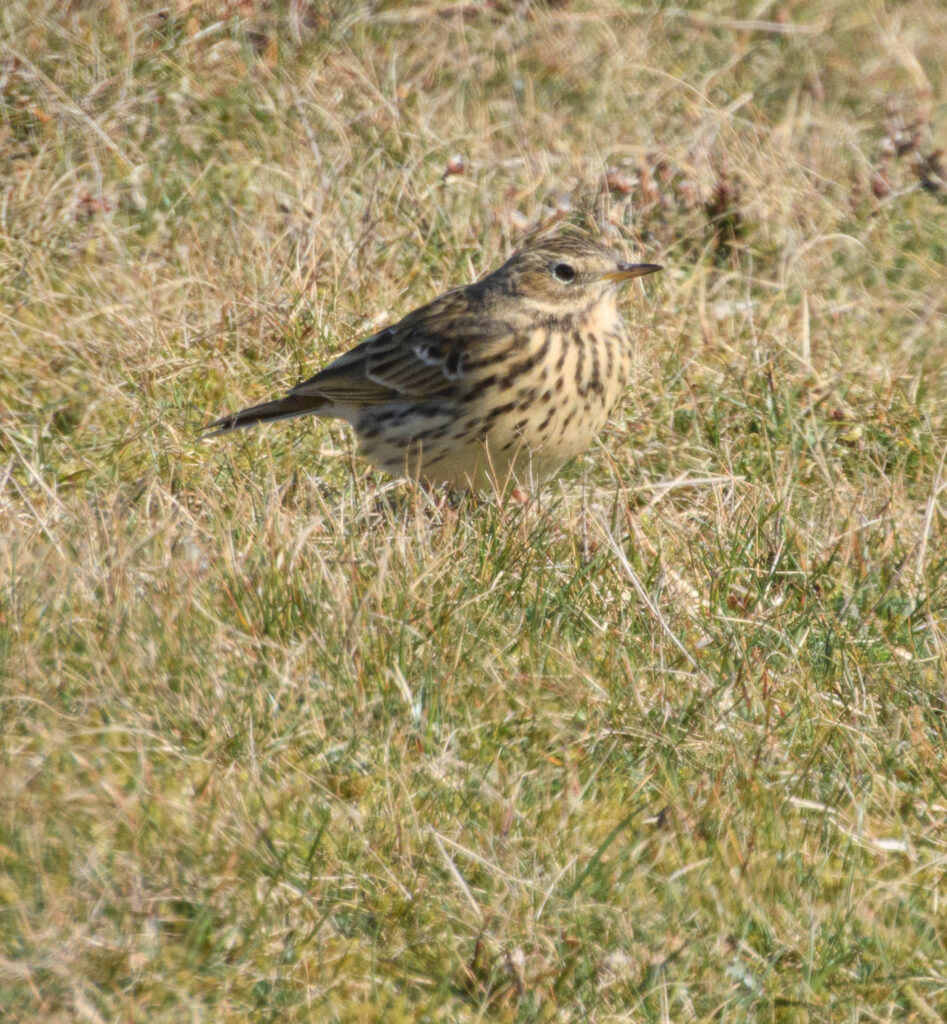 MEADOW PIPIT