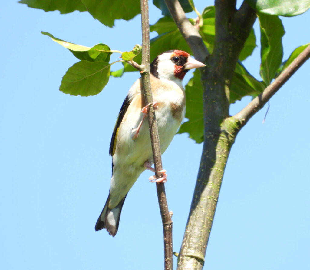 GOLDFINCH